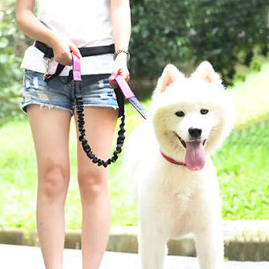 Correa de perro ajustable