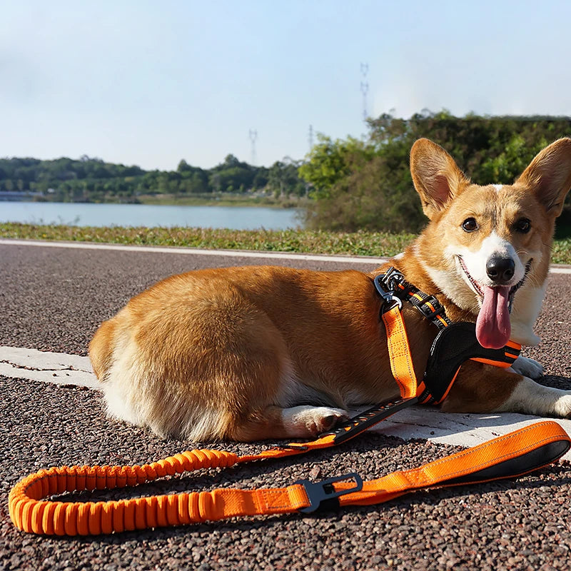 Correa de nylon reflectante multifuncional retráctil. Evita tirones y asegura a tu perro con nuestro broche de seguridad para vehículos. ¡Ideal para caminatas y viajes en coche!